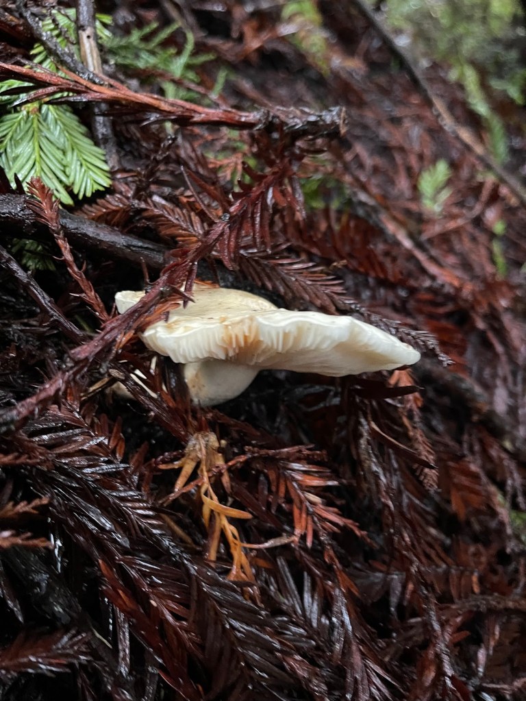 Inocybe geophylla (White Fibrecap)