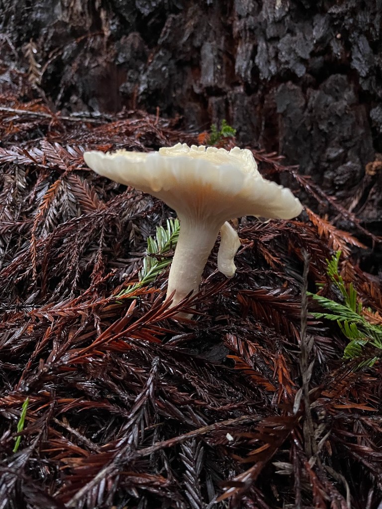 Inocybe geophylla (White Fibrecap)