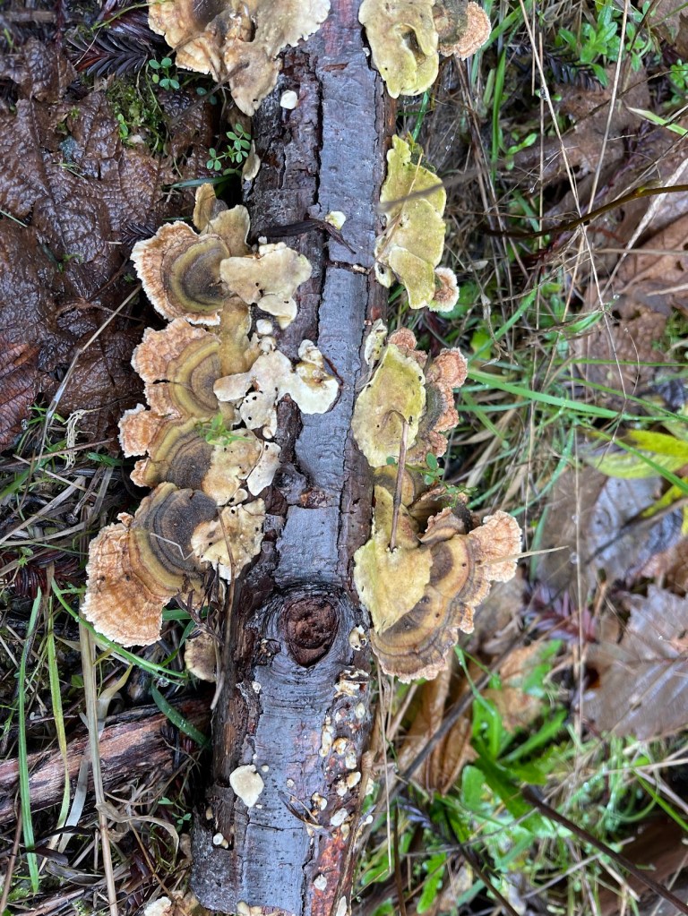 Trametes versicolor (Turkey Tail) 
