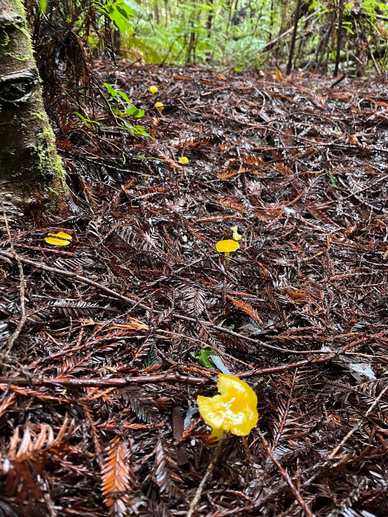 Bolbitius titubans (Yellow Field Cap),