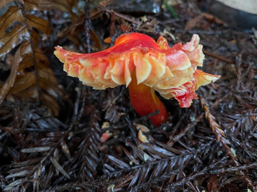Hygrocybe punicea (Crimson Waxcap),