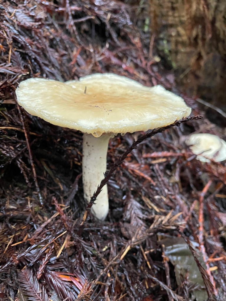 Amanita ocreata (Death Angel)