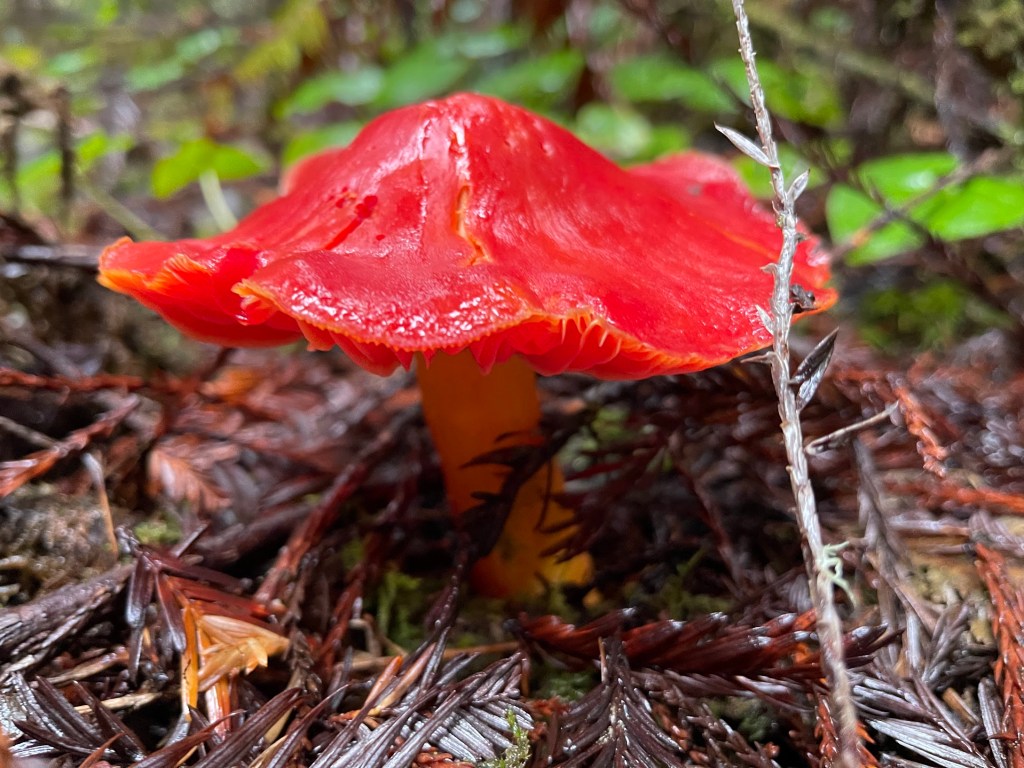 Hygrocybe punicea (Crimson Waxcap),