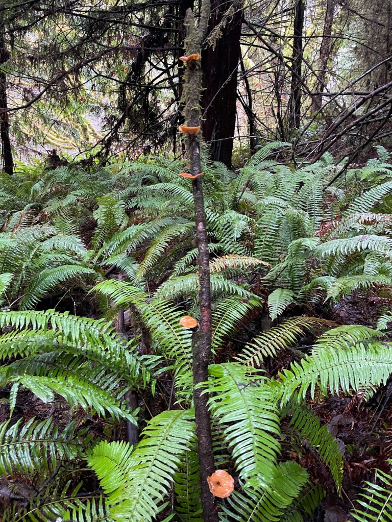 black-footed polypore or black-leg, Picipes badius 